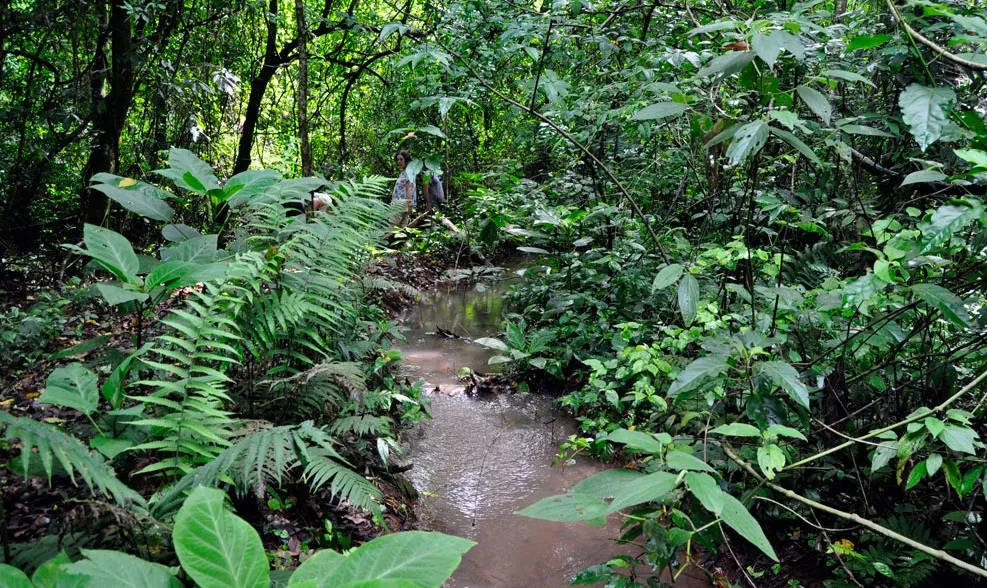 RPPN Reserva Ecológica Amadeu Botelho